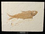 Nice Knightia Fossil Fish - Wyoming #15950-1